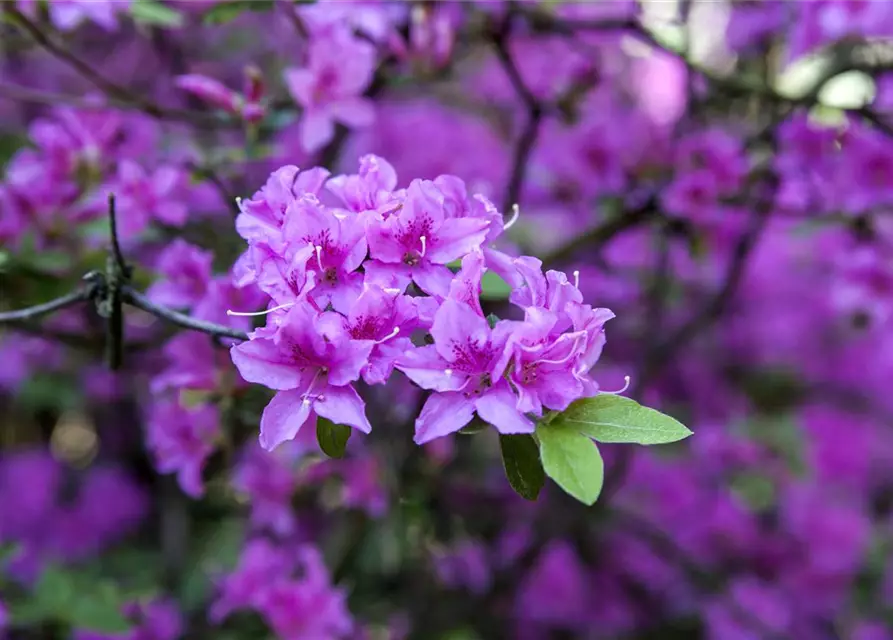 Rhododendron 'Praecox'