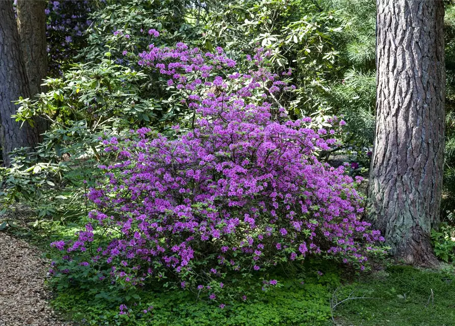 Rhododendron 'Praecox'