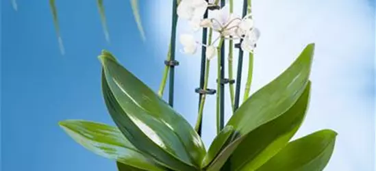 Phalaenopsis multiflora