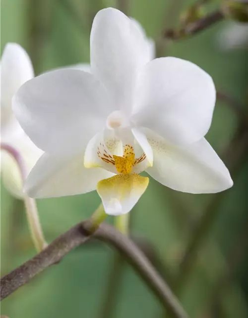 Phalaenopsis multiflora