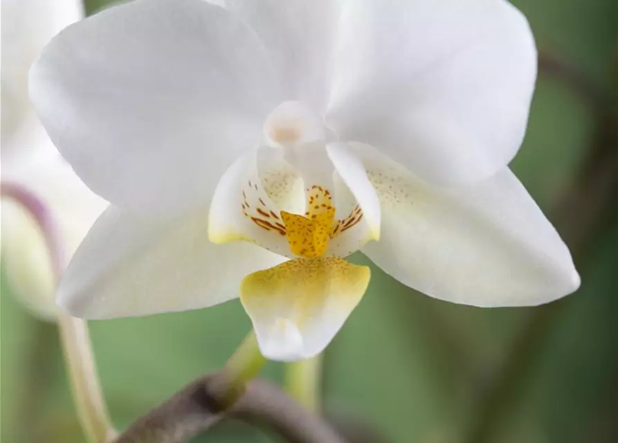 Phalaenopsis multiflora