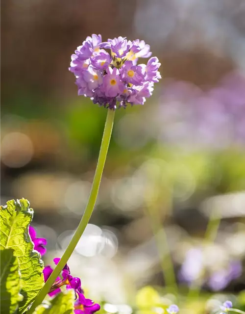 Primula denticulata