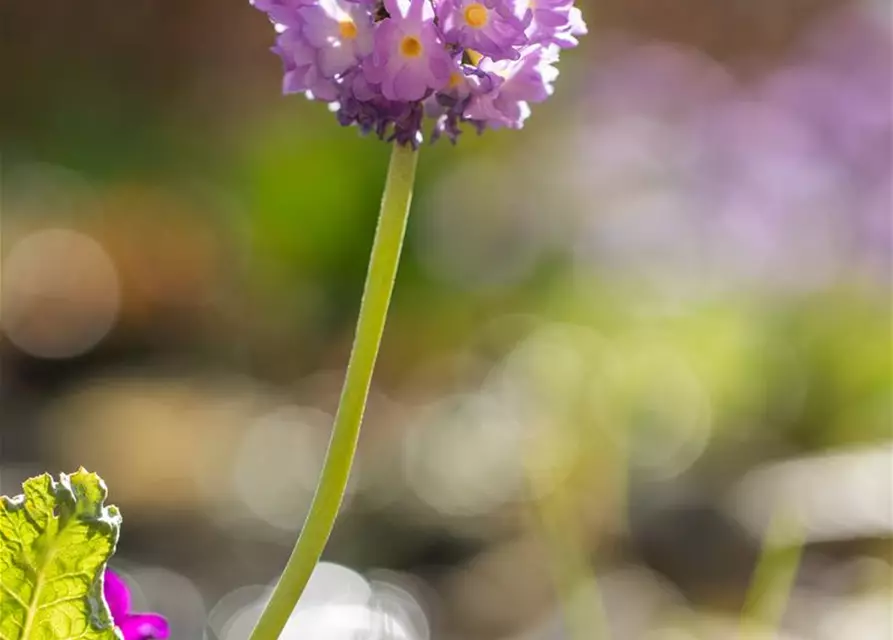 Primula denticulata