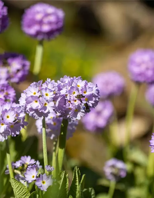 Primula denticulata