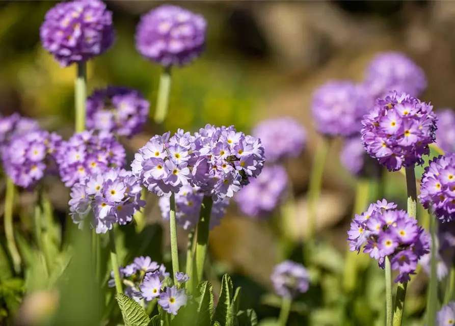 Primula denticulata