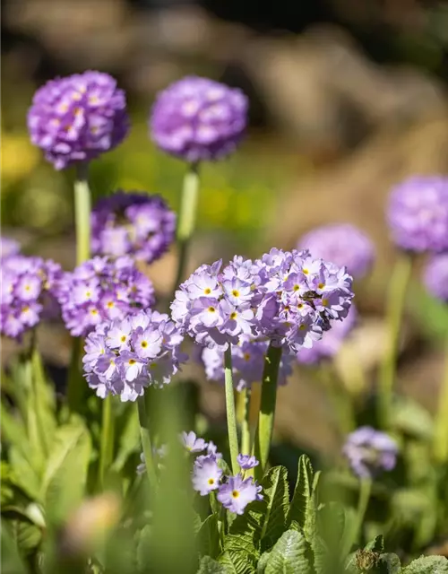 Primula denticulata