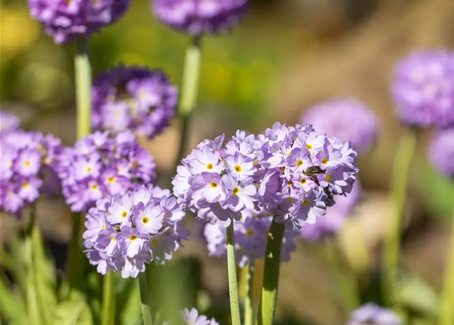 Primula denticulata