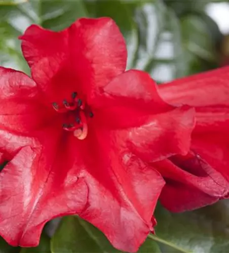 Rhododendron repens 'Scarlet Wonder'