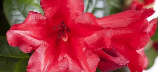 Rhododendron repens 'Scarlet Wonder'