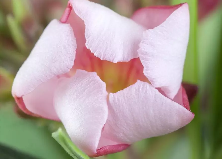 Nerium oleander, rosa