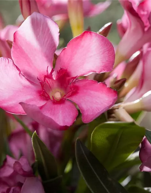 Nerium oleander, rosa