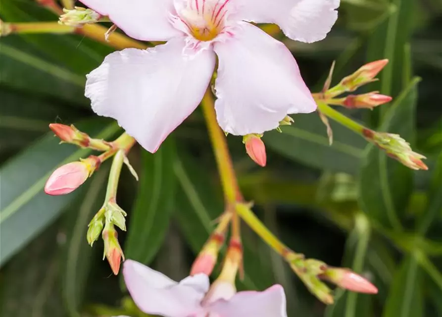 Nerium oleander, rosa