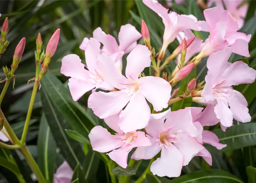 Nerium oleander, rosa