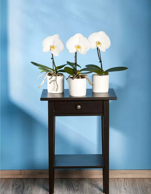 Phalaenopsis 'Singolo'®