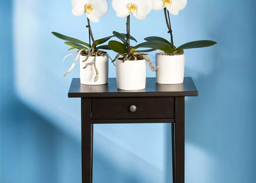 Phalaenopsis 'Singolo'®