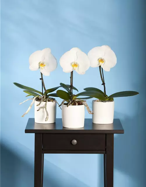 Phalaenopsis 'Singolo'®