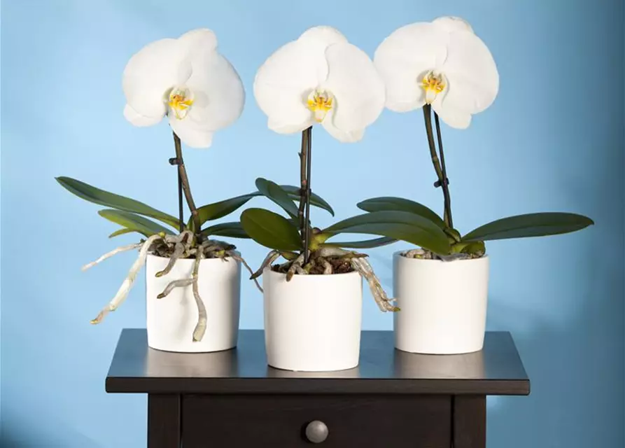 Phalaenopsis 'Singolo'®