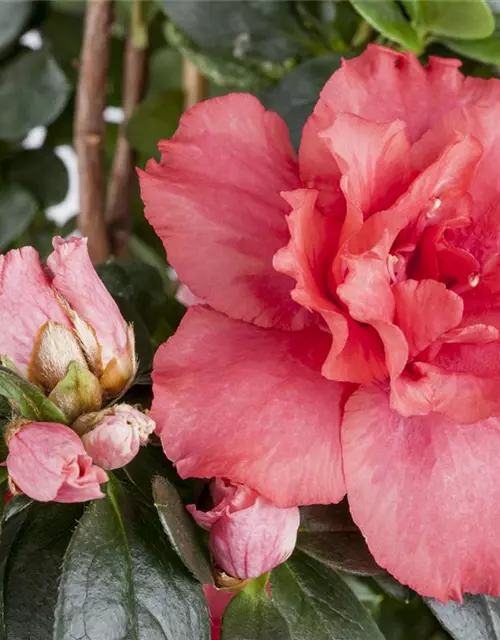 Rhododendron simsii