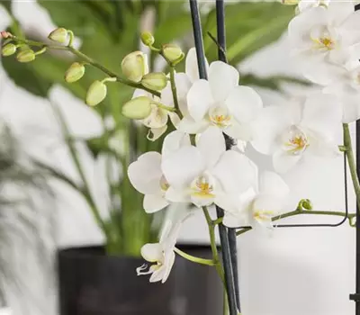 Phalaenopsis 'Tropic Snowball'