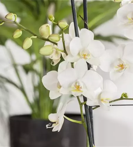 Phalaenopsis 'Tropic Snowball'