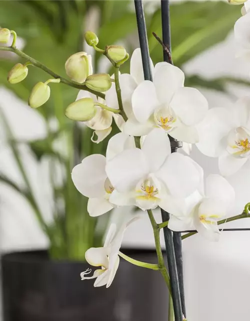 Phalaenopsis 'Tropic Snowball'