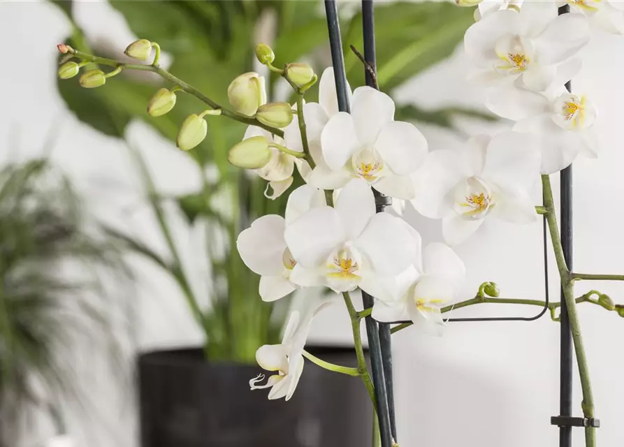 Phalaenopsis 'Tropic Snowball'