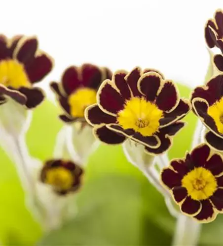 Primula elatior 'Victoriana'