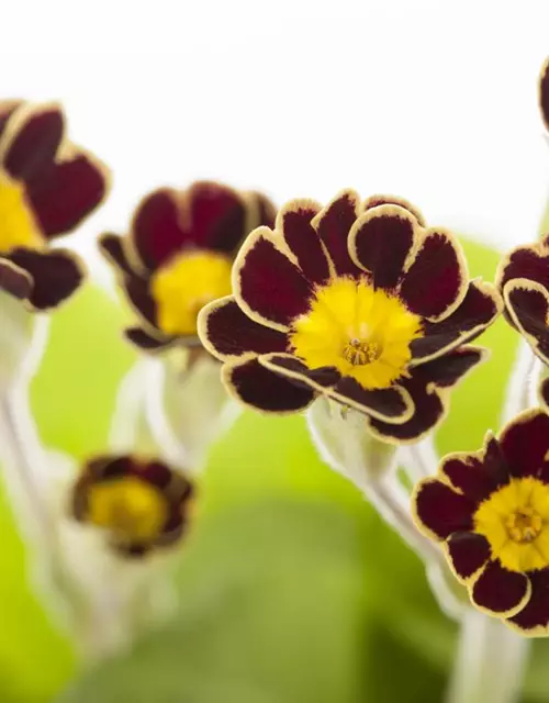 Primula elatior 'Victoriana'