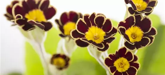 Primula elatior 'Victoriana'