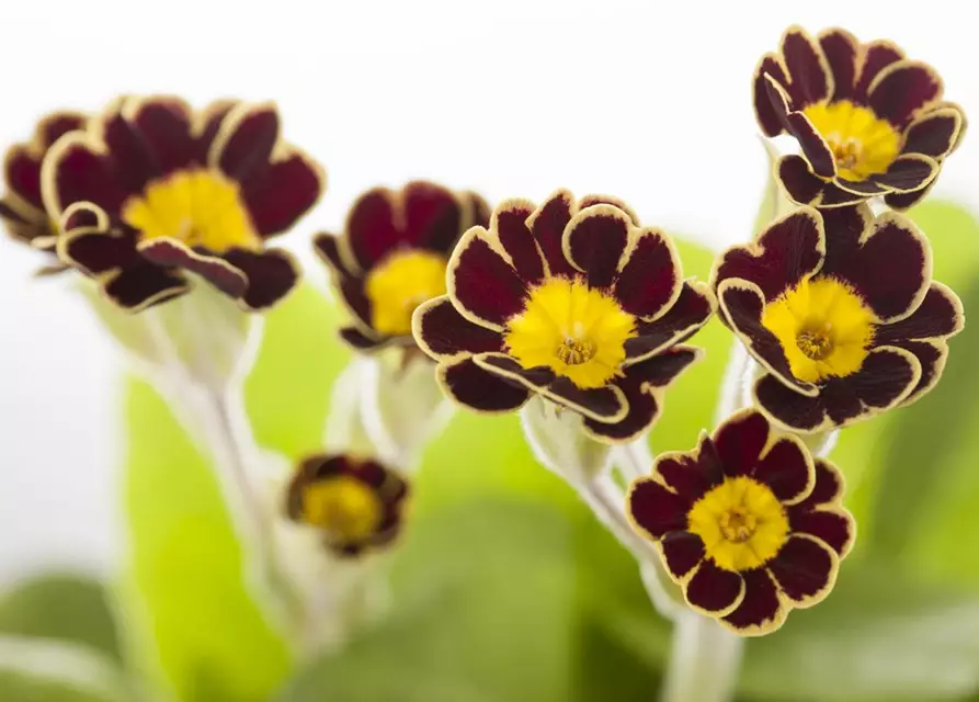 Primula elatior 'Victoriana'