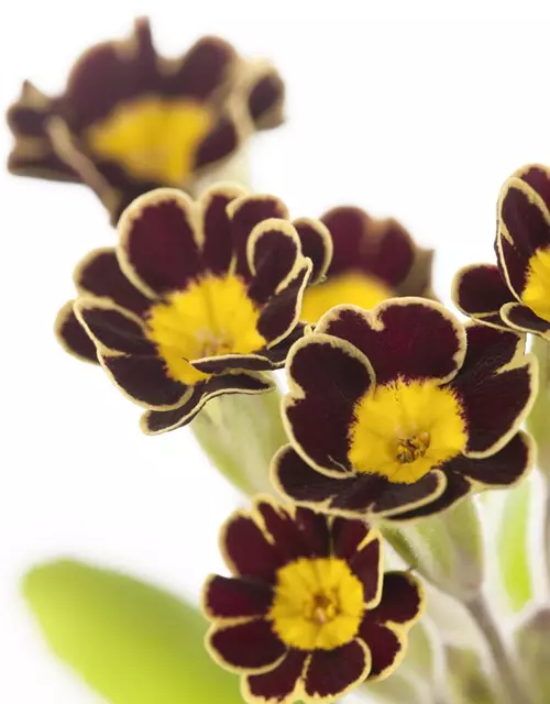 Primula elatior 'Victoriana'