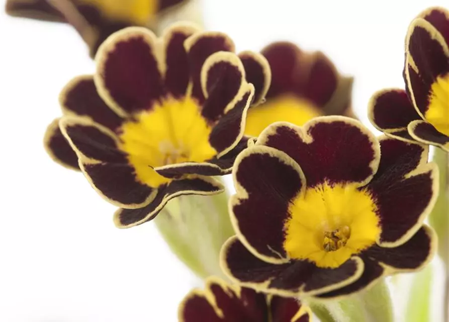 Primula elatior 'Victoriana'