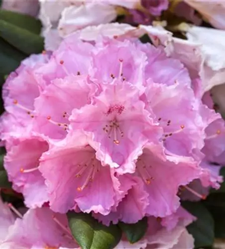 Rhododendron yakushimanum