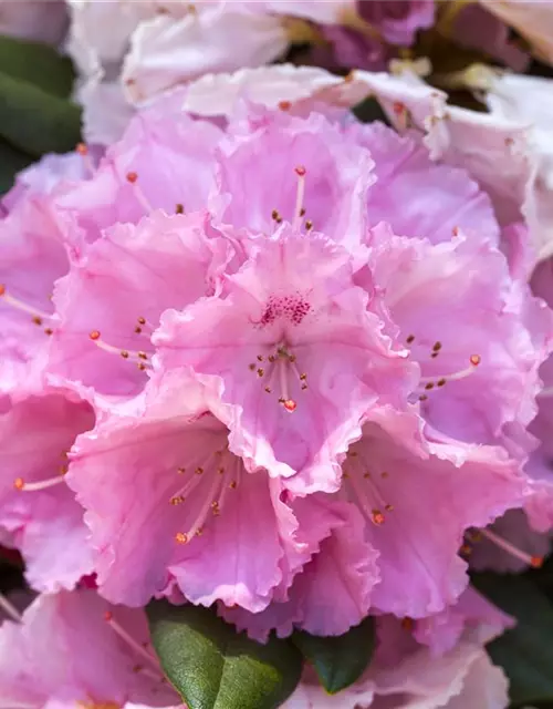 Rhododendron yakushimanum