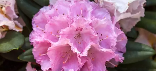 Rhododendron yakushimanum