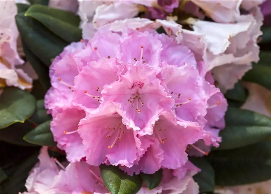 Rhododendron yakushimanum