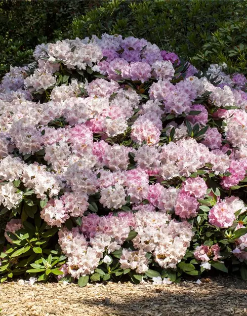 Rhododendron yakushimanum