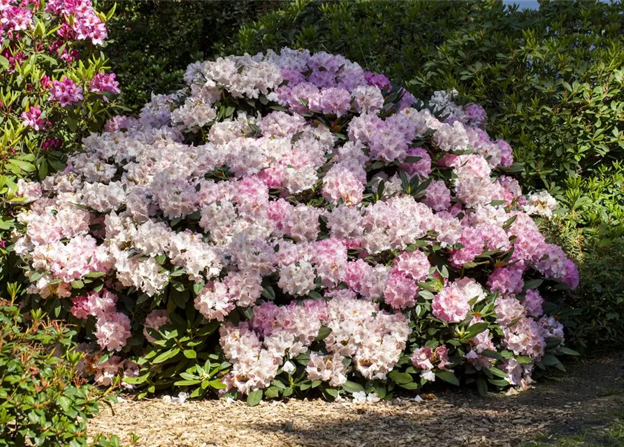 Rhododendron yakushimanum