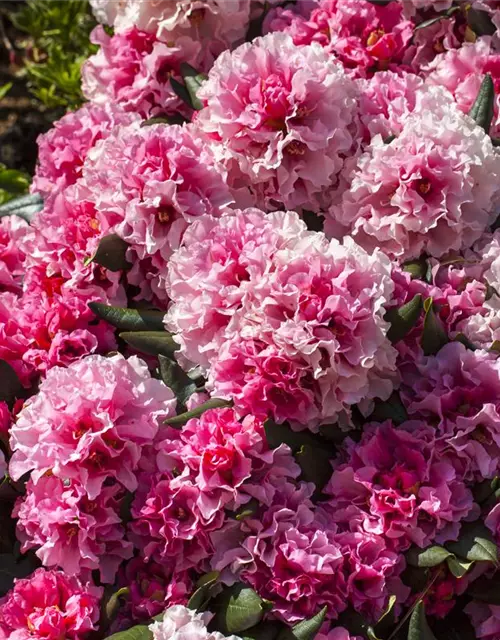 Rhododendron yakushimanum