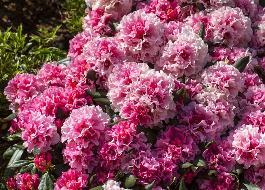 Rhododendron yakushimanum