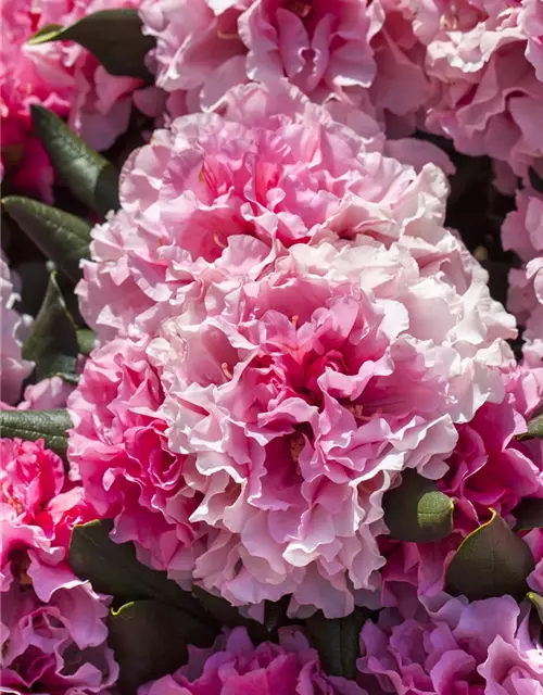 Rhododendron yakushimanum