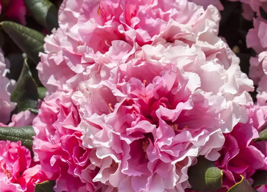 Rhododendron yakushimanum