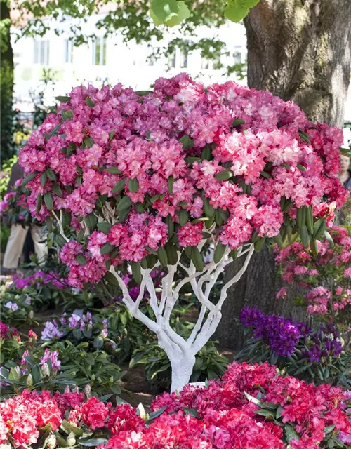 Rhododendron yakushimanum