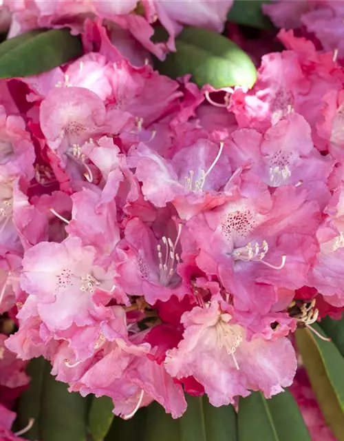 Rhododendron yakushimanum