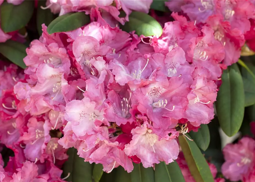 Rhododendron yakushimanum