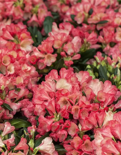 Rhododendron yakushimanum