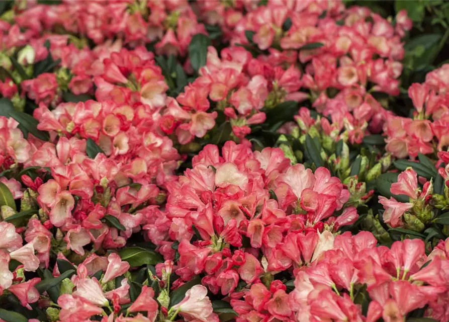 Rhododendron yakushimanum