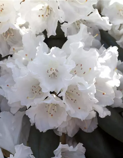 Rhododendron yakushimanum