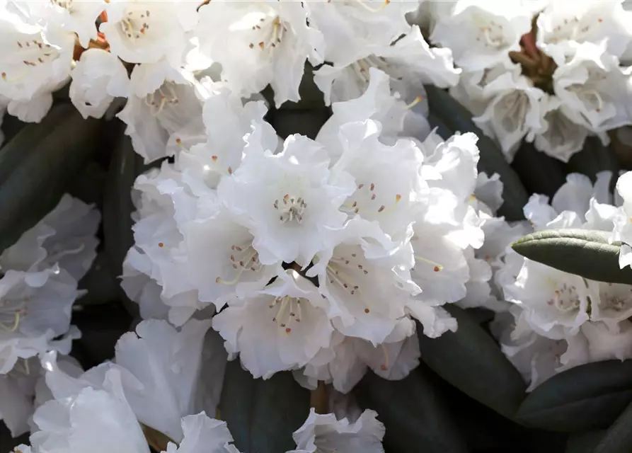 Rhododendron yakushimanum