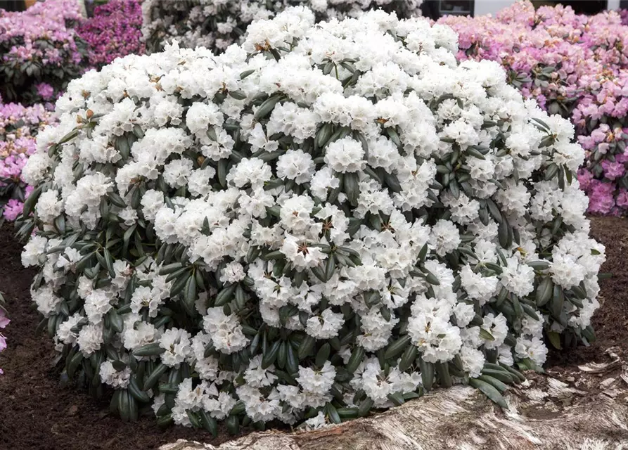 Rhododendron yakushimanum